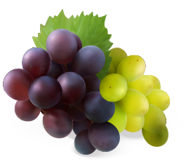 77457556 Naturous Illustration 3